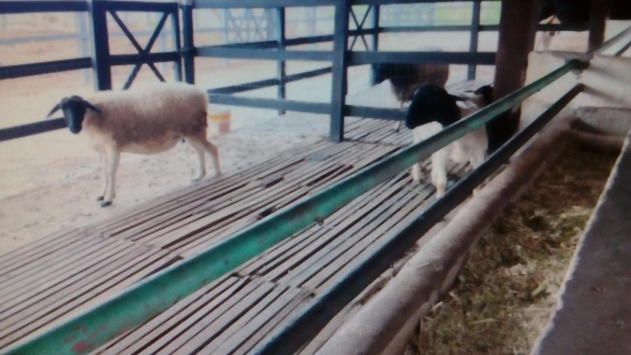 Flat Fazenda Monte Castelo-Ao Lado Da Piscina Daire Gravatá Dış mekan fotoğraf