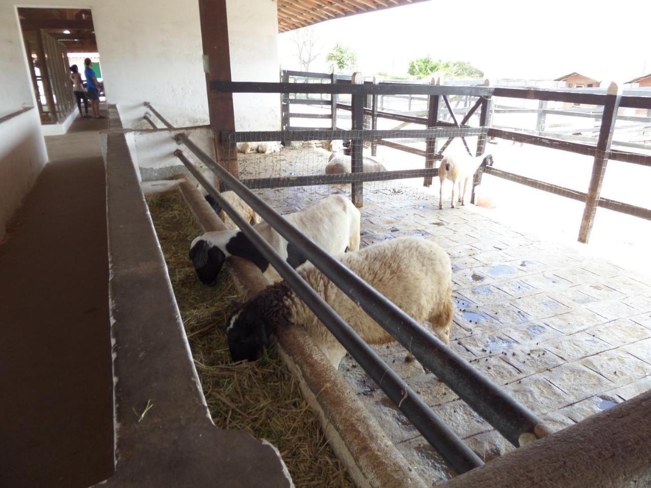 Flat Fazenda Monte Castelo-Ao Lado Da Piscina Daire Gravatá Dış mekan fotoğraf
